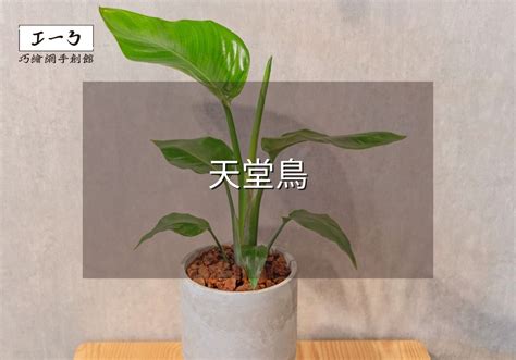 紅色天堂鳥|天堂鳥植物完全栽培指南 從選擇到養護 